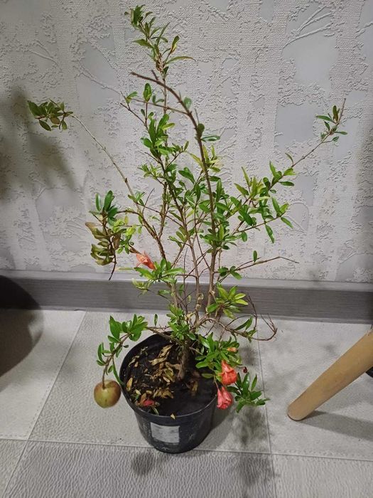 ЛИМОН кімнатний Павлівський плодоносящий ГРАНАТ кімнатний з плодами