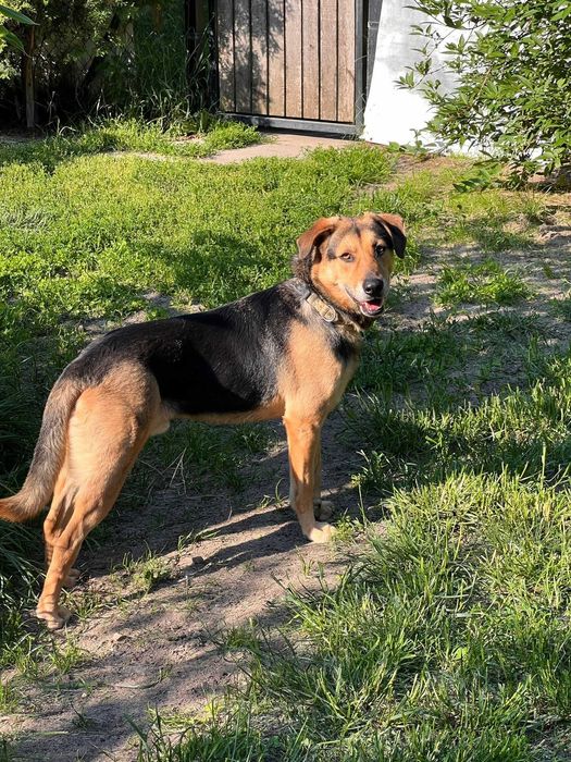 Fantastyczny kochający wszystkich Brunuś szuka domu