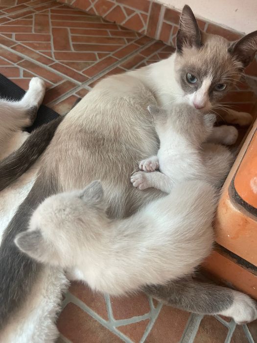 Gatinhos disponíveis