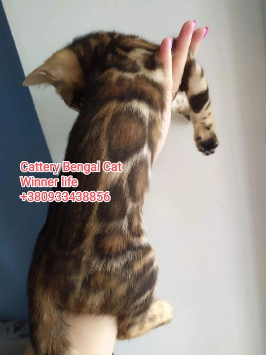 Бенгальские котята шоу класса