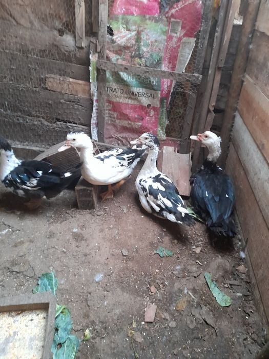 Patos mudos  fêmeas em postura