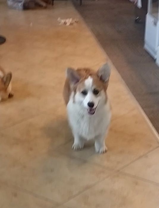 Welsh Corgi Pembroke FCI