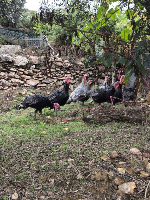 Perus criados no campo