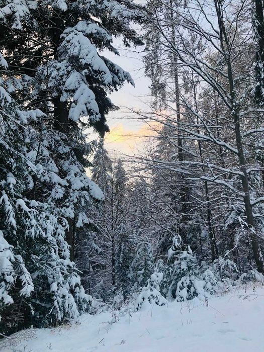 Apartament Górski Czar z widokiem na stok