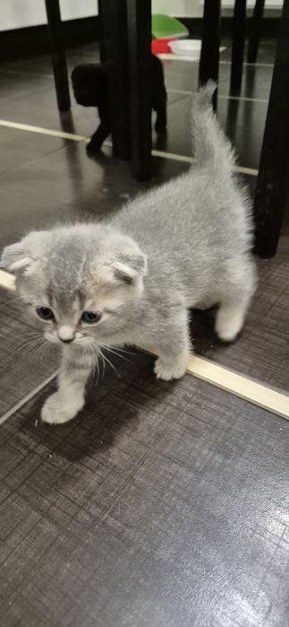 Шотландські Кошенята Scottish straight та Scottish fold