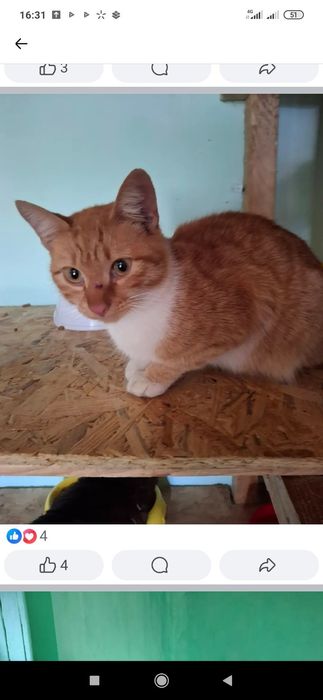 Лучик ждёт свою хозяйку.