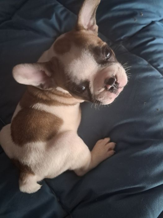 Bulldog frances fêmea