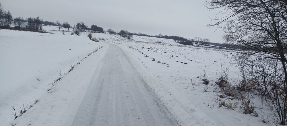 Ziemniaki wielkości Sadzeniaka  Red Sonia  ,Belaroza, Soraya.