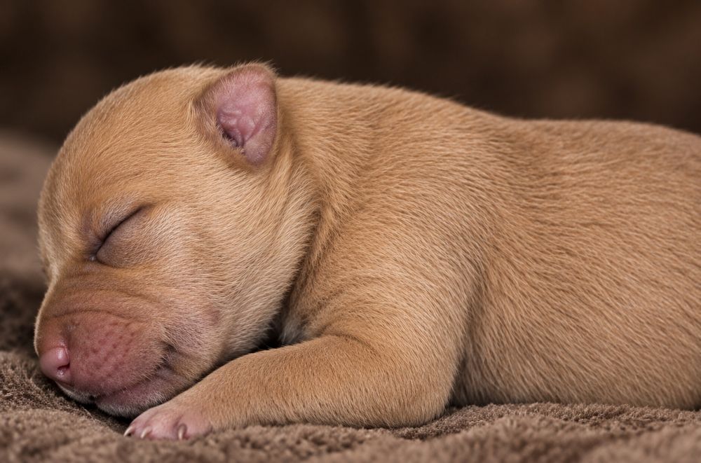 Щенки Pitbull Terrier
