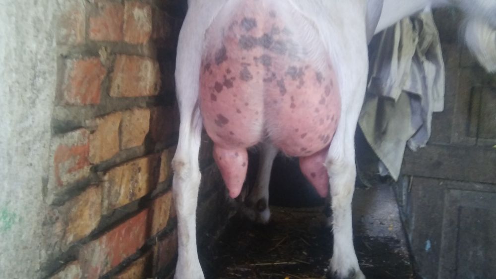 Козли зааненські