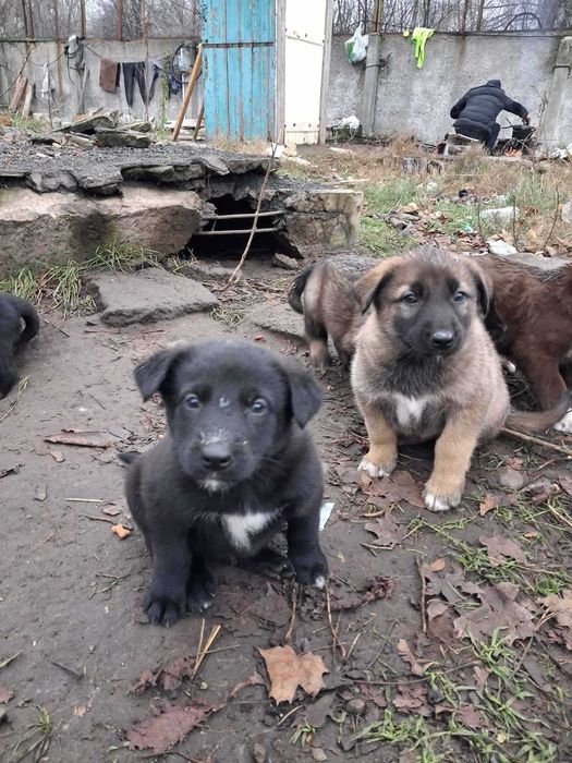 Чарівні цуценята в добрі руки