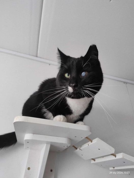 kot kocur do adopcji za darmo