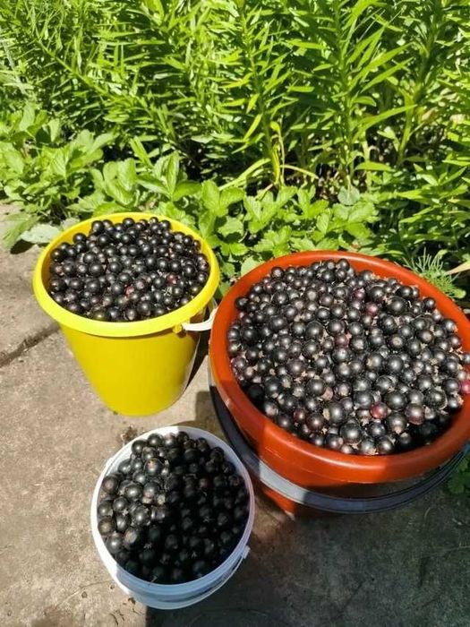 Продам домашню солодку смородину