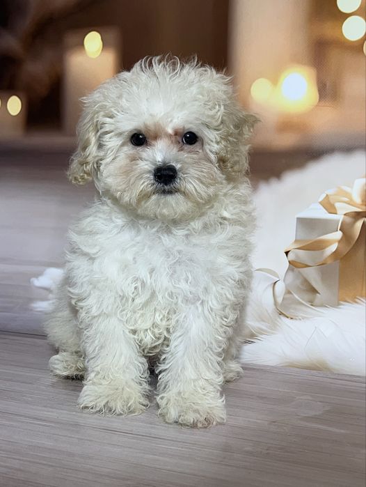 Міні хлопчик Мальтіпу той пудель