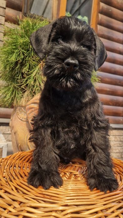 Цуценяти з відмінним родоводом.