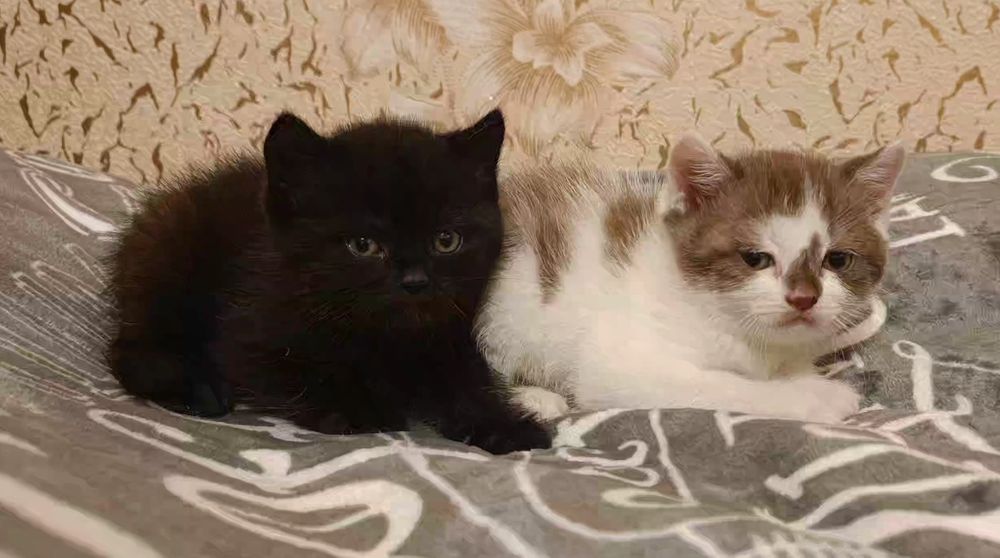 Продам кошенят, два коти,  чорний окрас та сіро-білий