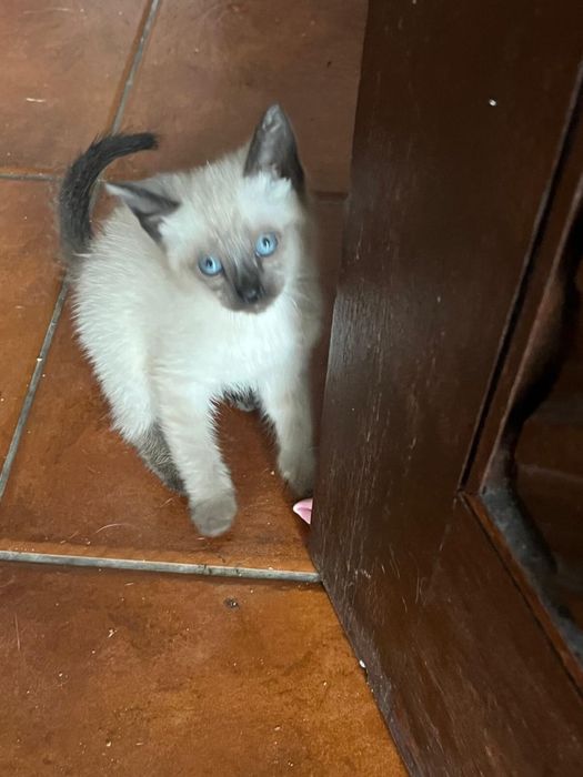Para adopção Gatos bebes