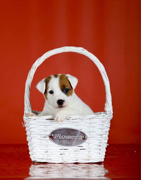 Джек Рассел тер’єр