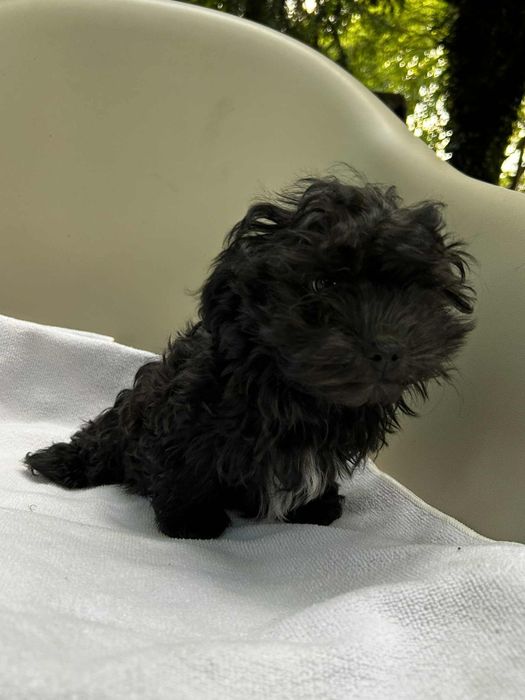 Ice Man piesek rasy Rosyjska Bolonka Kolorowa