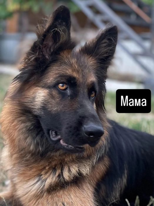 Цуценята вівчарки, шукають собі люблячу родину