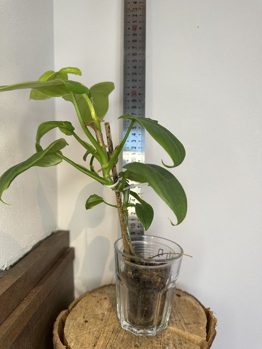 Філодендрон Philodendron Філодендрон  Bipennifolium Aurea\Golden violin)