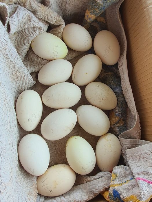 Продам инкубаційні яйца гусей!