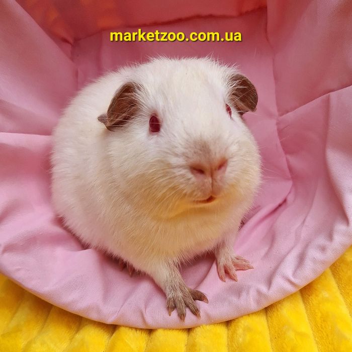 Морская свинка альбинос девочка Лола