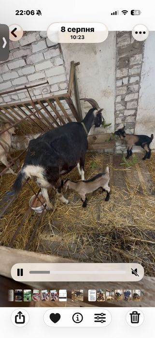 Продам Козу дійну з козенятами