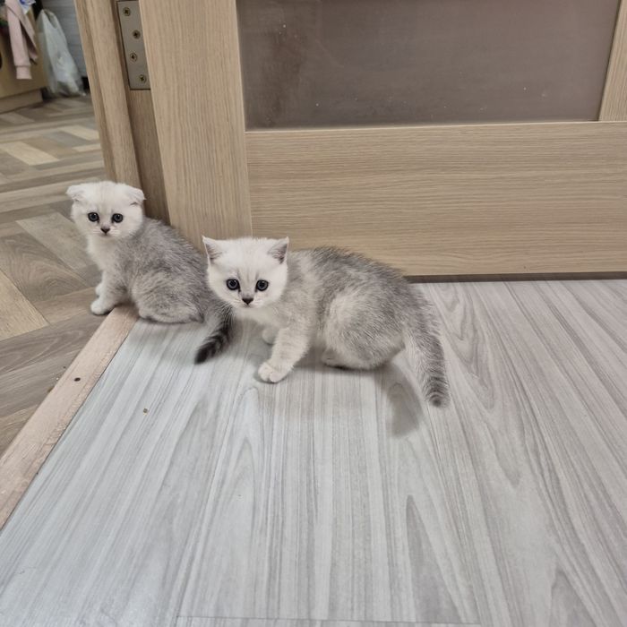 Шотландские котята серебристая шиншилла
