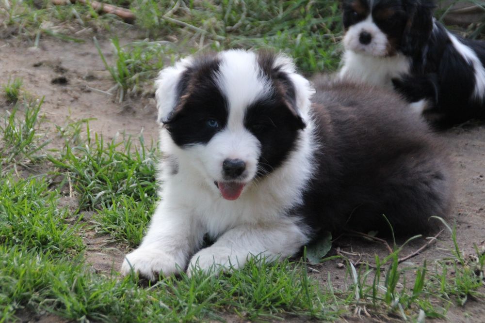 Chłopiec border collie