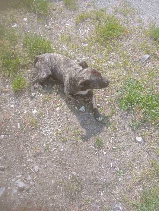 Молодий песик і добрі руки