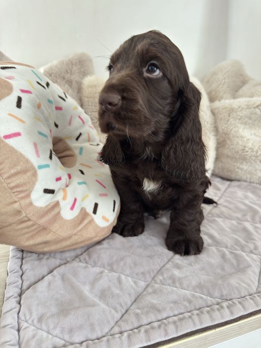 MONTE Cocker Spaniel Angielski REZERWACJA