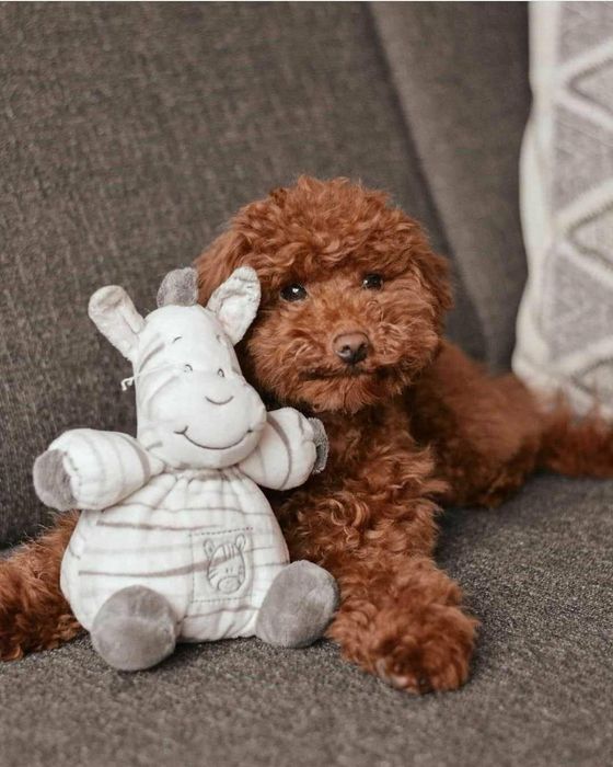 Вязка Пудель той окрас ред браун