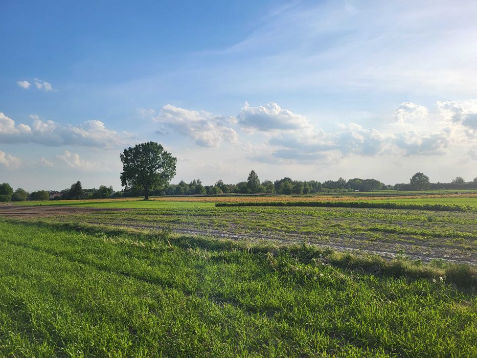 Działka Kozubszczyzna 30ar