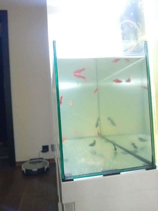 AKWARIUM ustawne prostokątne