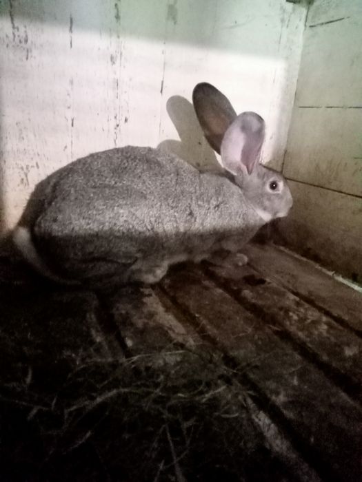 Шиншила різного віку. Пропоєні провакциновані Лапімун Гемікс3.