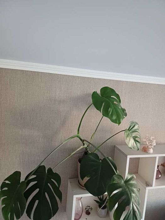 Молодая растущая монстера высотой 80  см