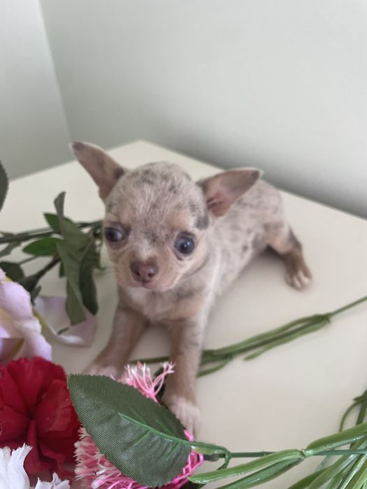 Chihuahua  femea   excelente merle chocolate