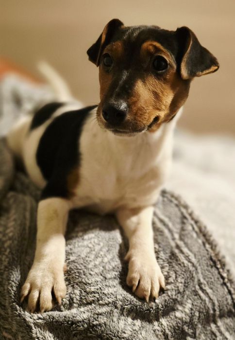 Jack Russel Terrier
