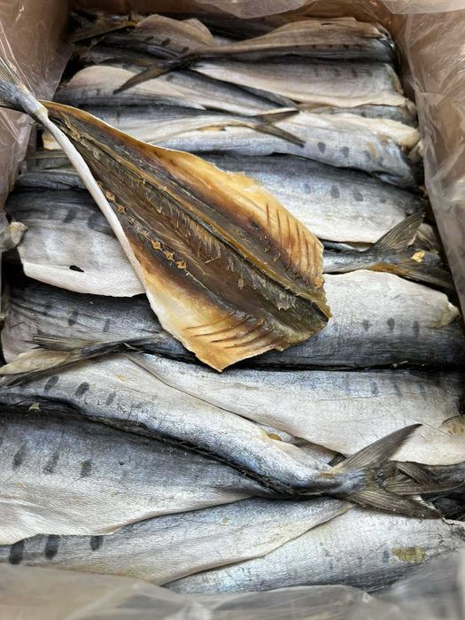 Королівський смугастик