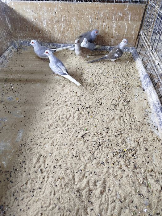 Gołąbki Diamentowe