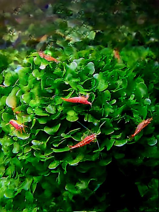 Vendo porções de 10 cm de "Musgo" 'Round Pelia'