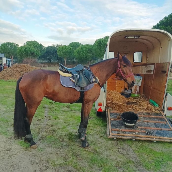 Transpor. de Equinos e ruminantes (cond. certificao - CAP / Tratador