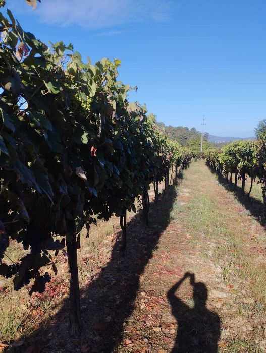 Uvas Vinhão e Loureiro