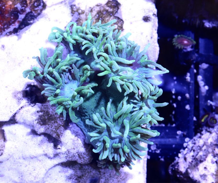 Duncanopsammia Dunca Axifuga DeepGreen WYSYŁKA FLUOLAMPS.PL