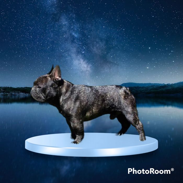 Bulldog francês macho para acasalamento pedegree/ LOP