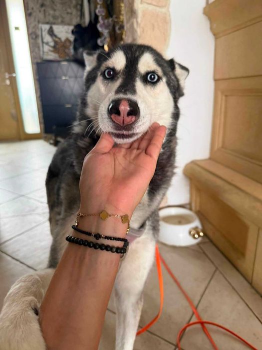 husky do adopcji