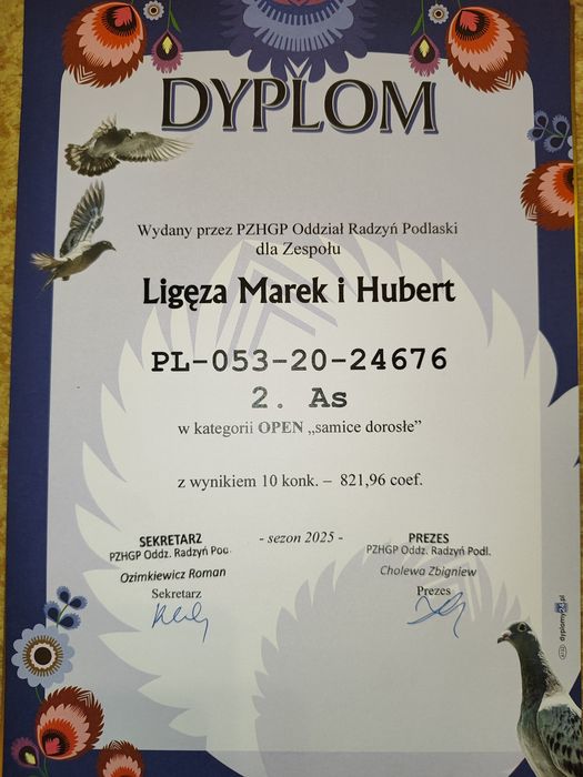 Młode gołębie pocztowe – 2026