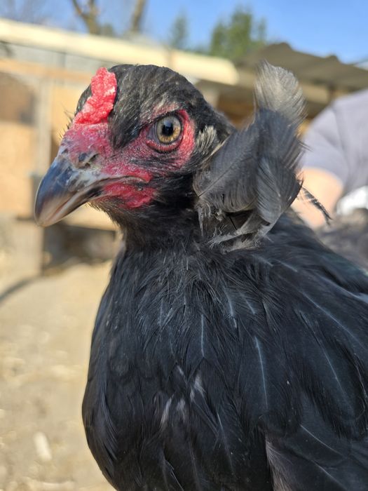 Araucana bezogoniasta jajka jaja lęgowe