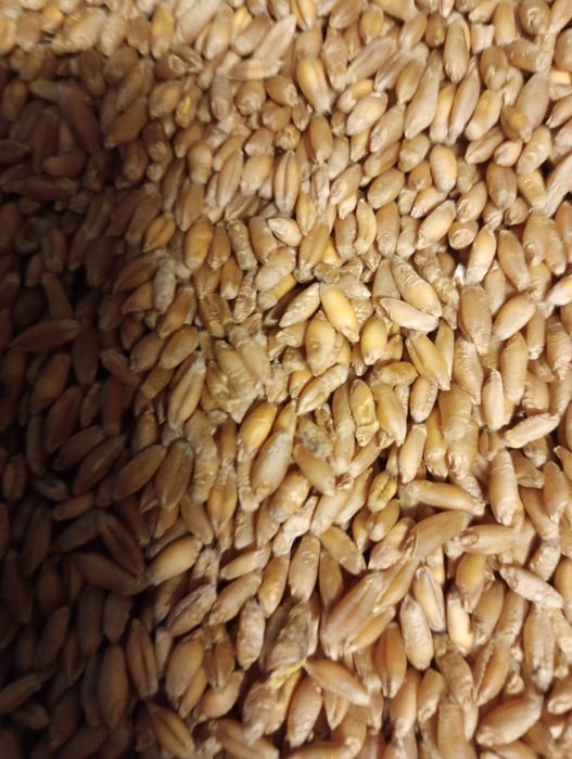 Sprzedaż tego roczne suche  zboża ,przenzyto owies ,owies